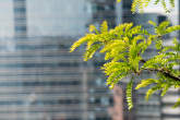 20130611_100438 Scorcio dal Bosco Verticale.jpg